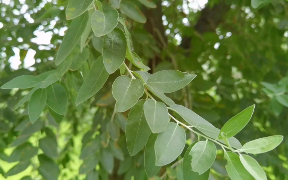 [图]又遇见这种植物了，不认识，扫出来是沙枣-北京市朝阳循环经济产业园管理中心。有认识的帮忙看一下