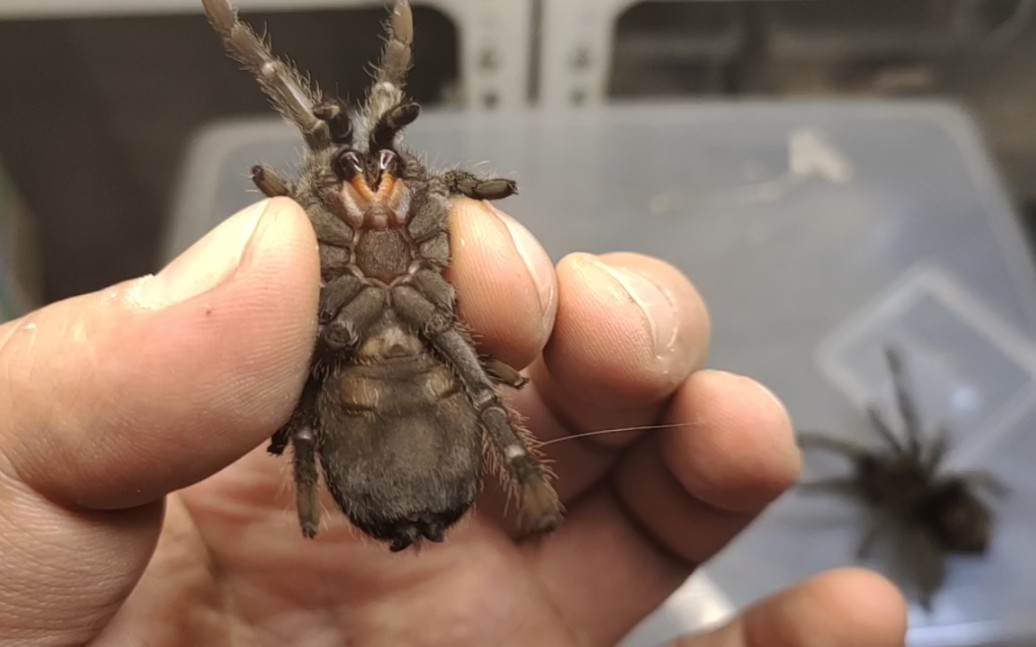 本来教你们蜘蛛怎么分公母!两只蜘蛛竟然是公的.