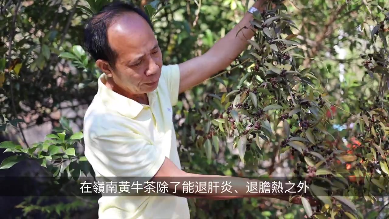 [图]黃牛茶_ 楊根錨嶺南草藥傳承