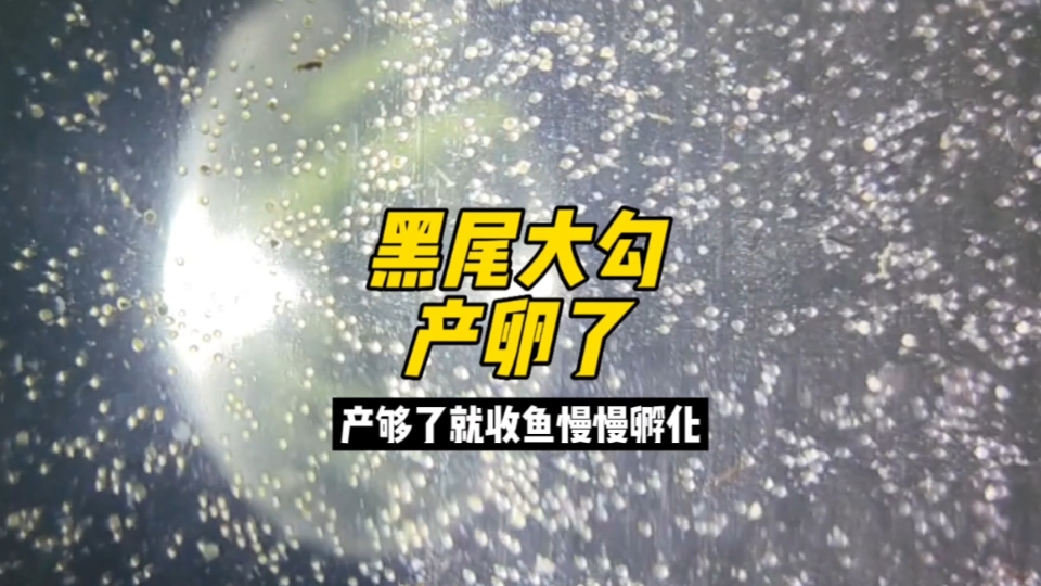 黑尾大勾繁殖后续,已产卵