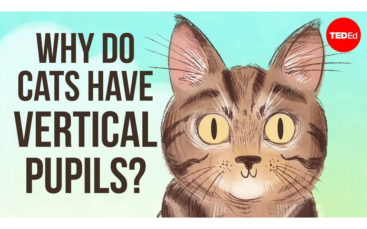 Why do cats have vertical pupils  Emma Bryce哔哩哔哩bilibili