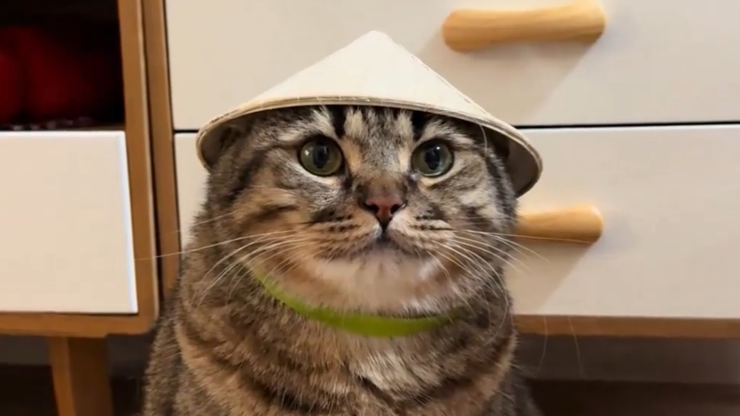 这只猫让我笑了2分32秒！