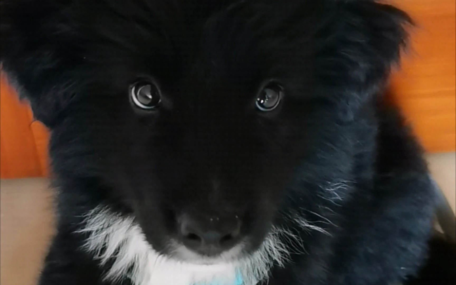 【边牧与金毛串串】坐定训练初阶