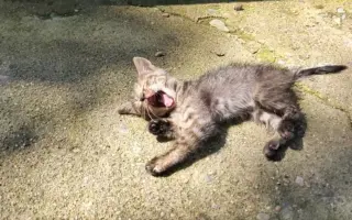 猫迷路了 哔哩哔哩 Bilibili 猫迷路了 哔哩哔哩 Bilibili