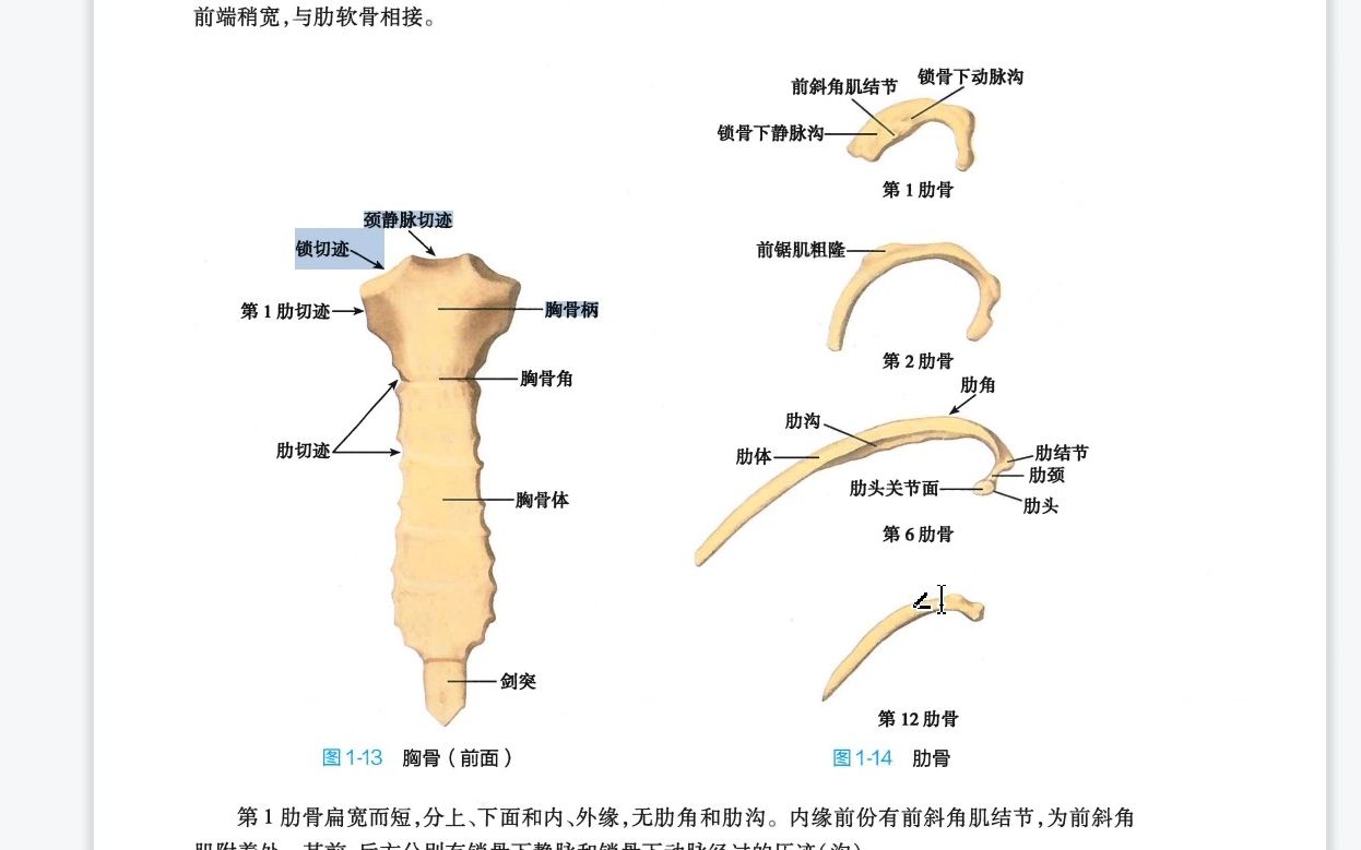 考前急救系统解剖3胸骨、肋哔哩哔哩bilibili