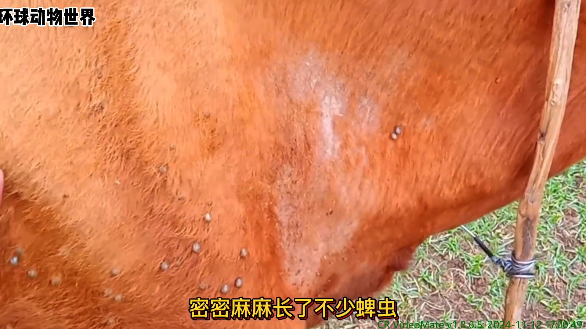 给黄牛清理蜱虫,快来释放压力