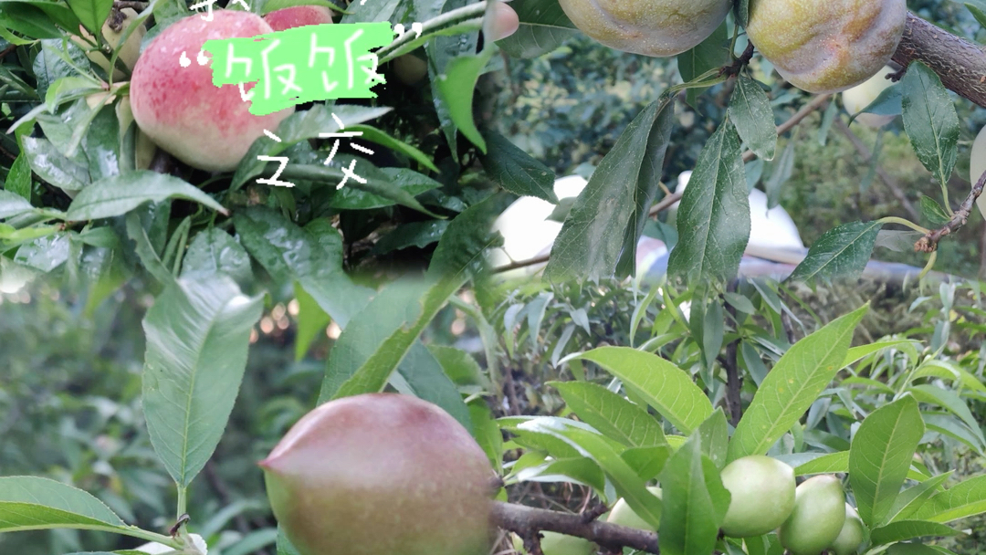 小张家的黄金奈李 99