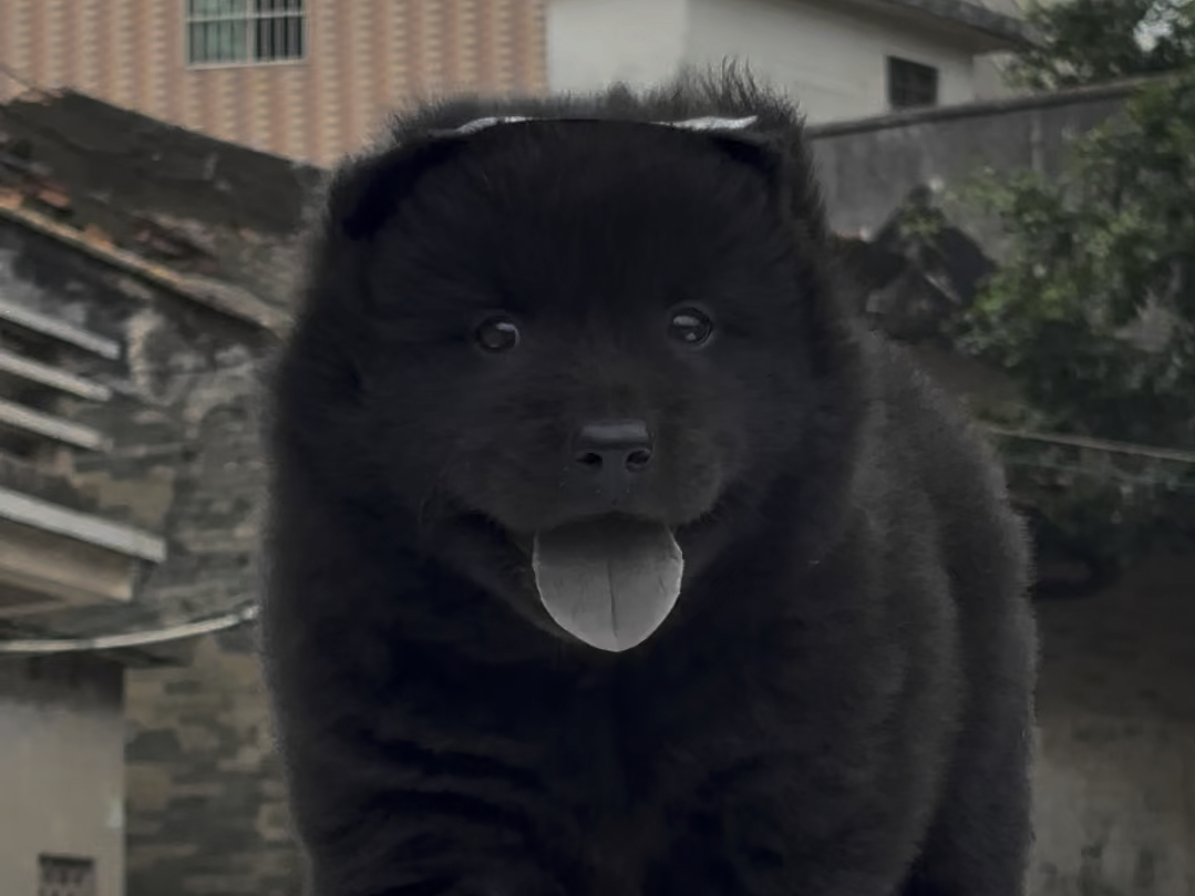 1000块买个田园犬说成是大冤种,中华田园犬之五黑犬