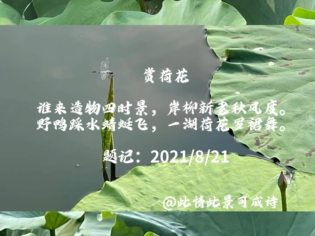 原创古体诗词|《赏荷花》哔哩哔哩bilibili