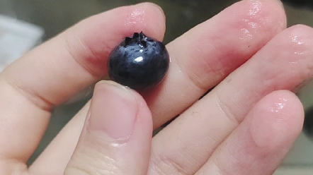 钩 钩 果_哔哩哔哩bilibili_原神