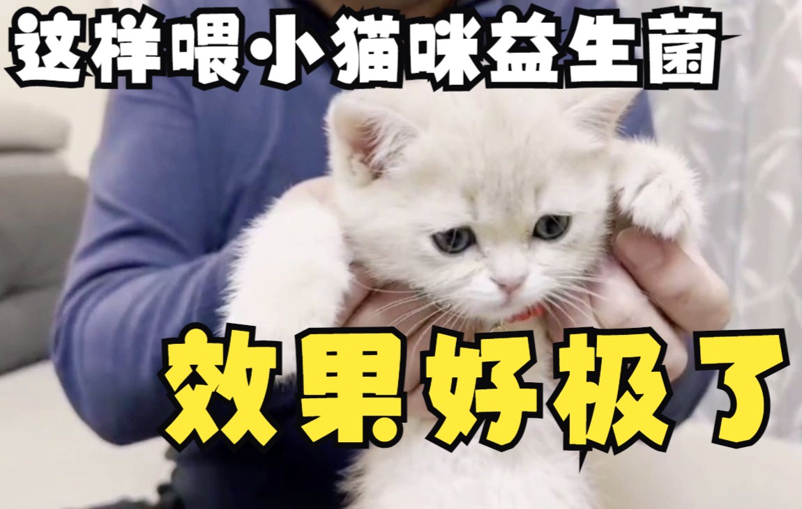 这样喂小猫咪吃益生菌,效果好极了!哔哩哔哩bilibili