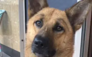 狗狗画眉毛 搜索结果 哔哩哔哩 Bilibili