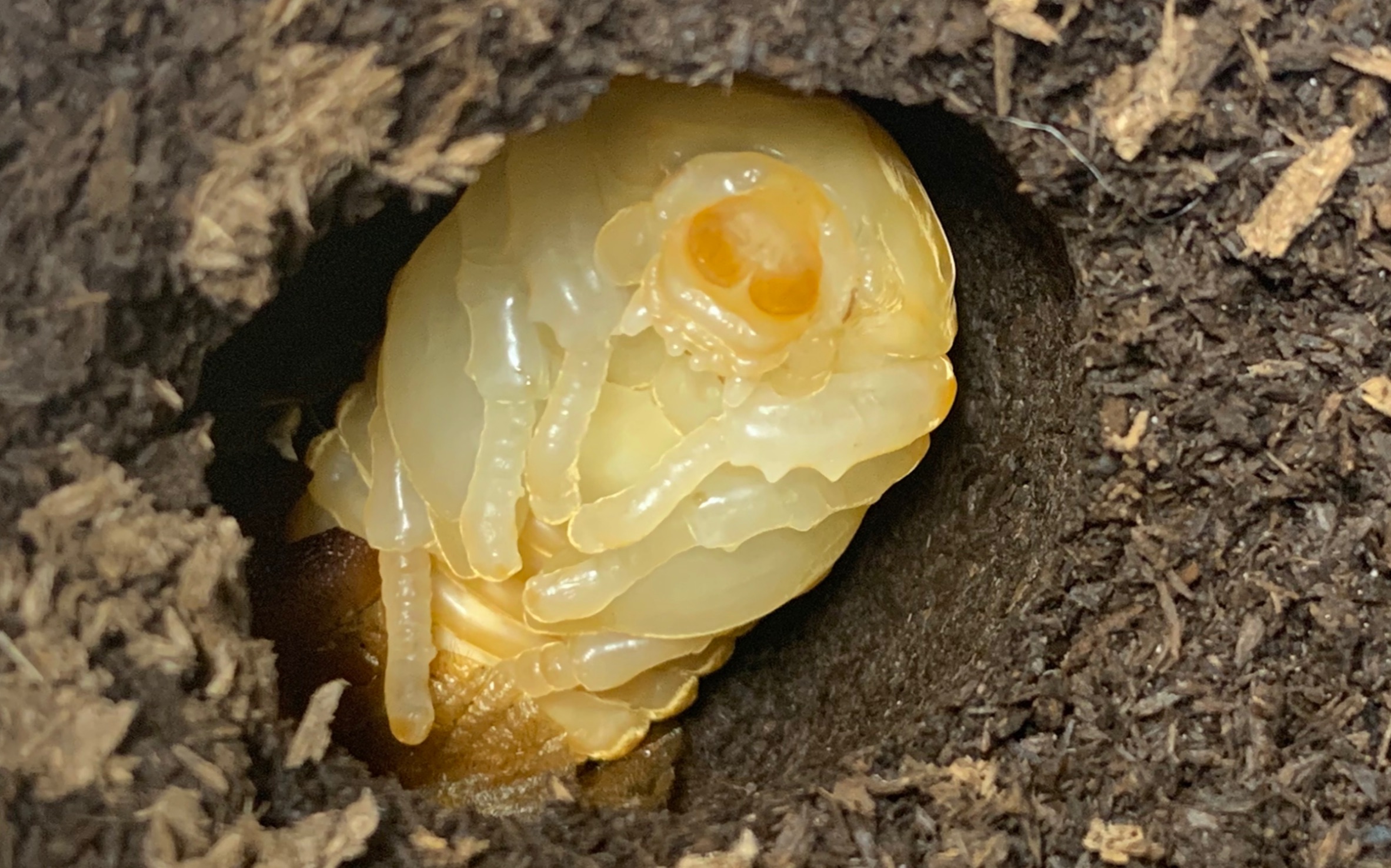 幼虫—>蛹—>成虫 独角仙的生命历程!_哔哩哔哩_bilibili