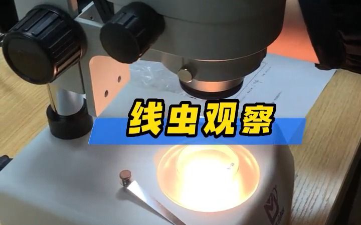 体视显微镜观察线虫