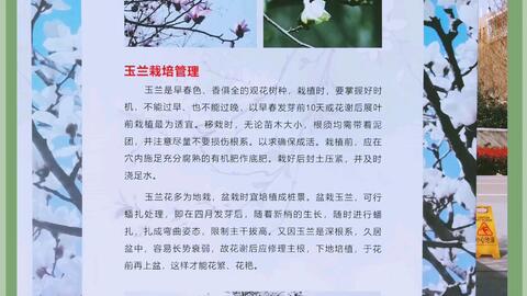 玉兰文化节 广玉兰先叶后花 白玉兰先花后叶 红玉兰花叶同期长 玉兰文化节 广玉兰先叶后花 白玉兰先花后叶 红玉兰花叶同期长