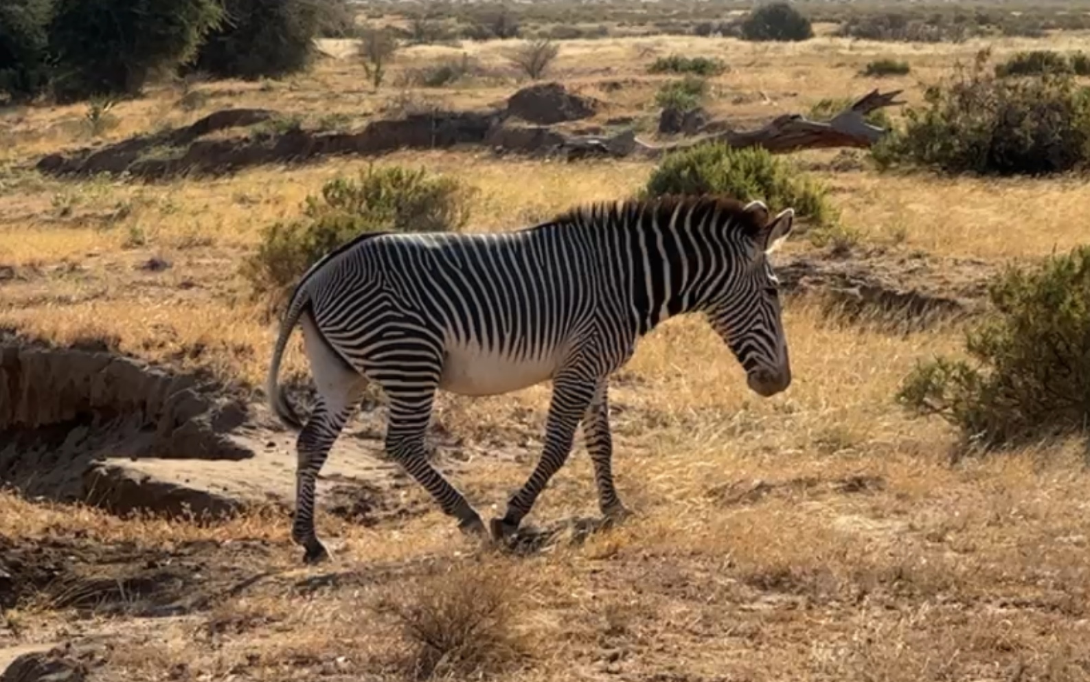 肯尼亚 桑布鲁sanburu 细纹斑马