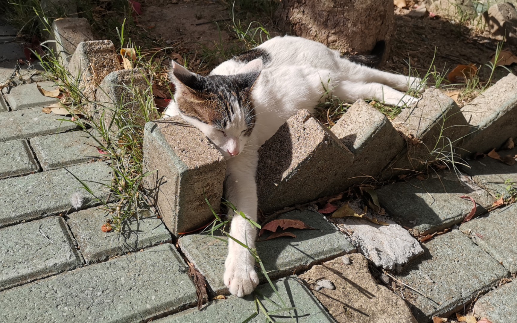 【校园里的流浪猫】懒洋洋晒太阳午休的小猫咪