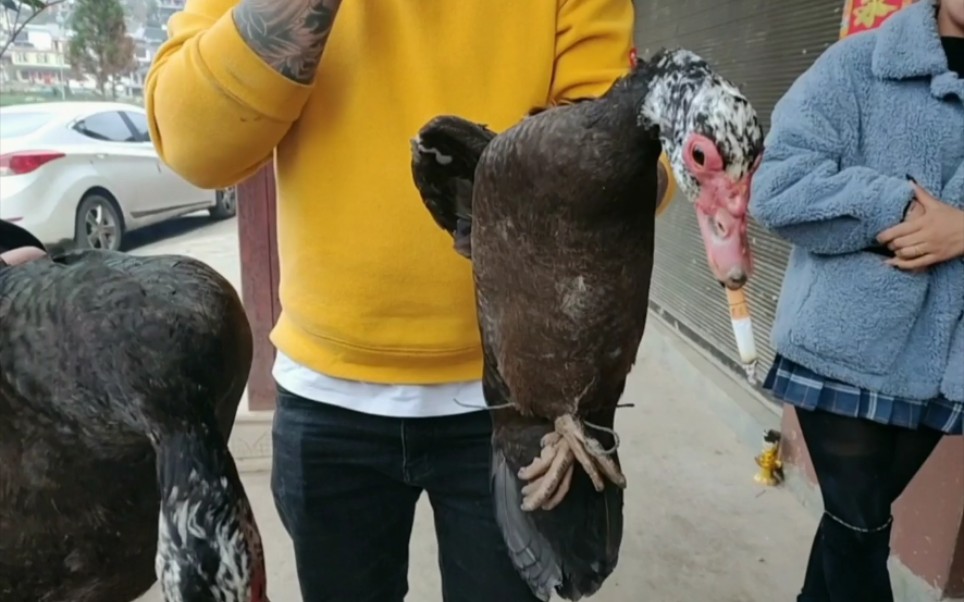 会抽烟的鸭子 ,最后啤酒相伴