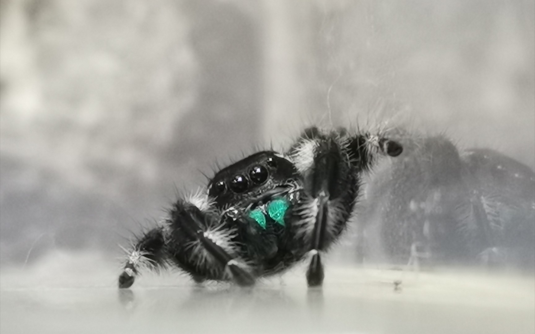 成体公蜘蛛不吃饭怎么办?