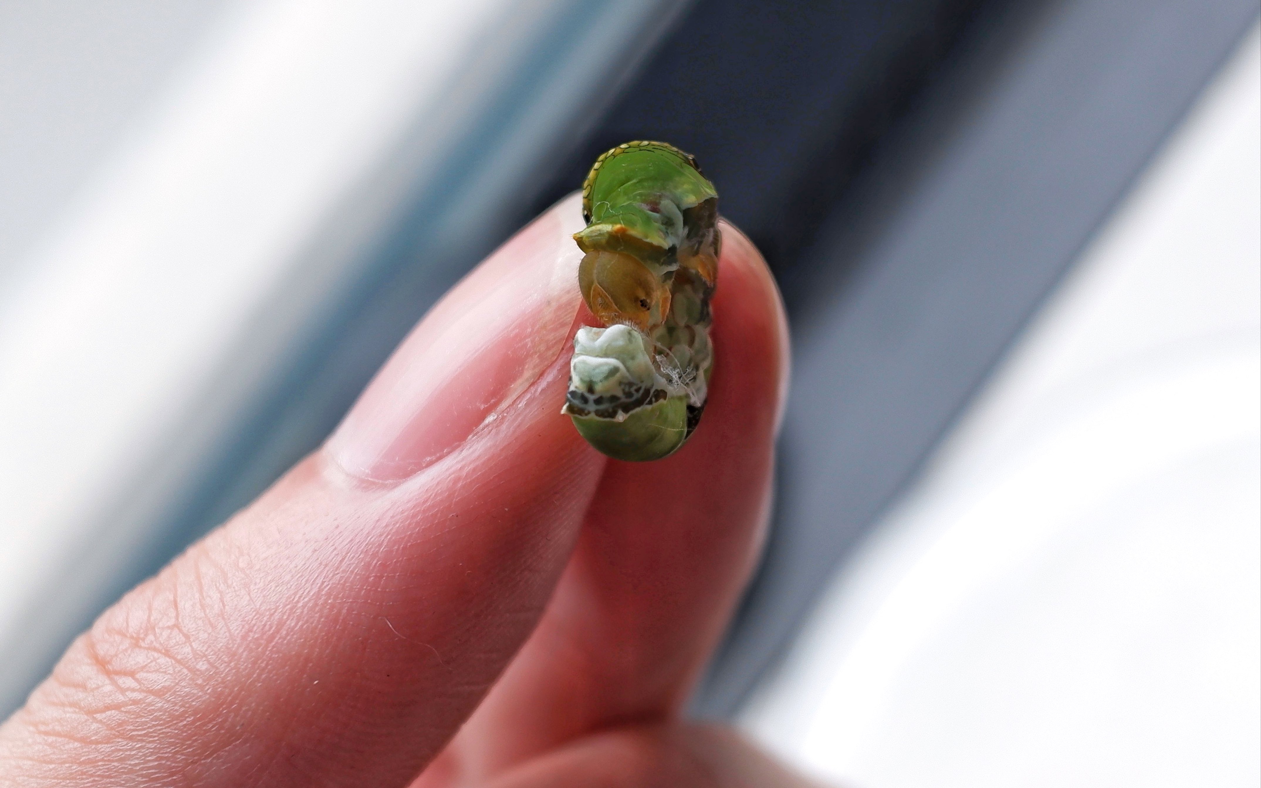 橘凤蝶幼虫结蛹绿毛虫进化