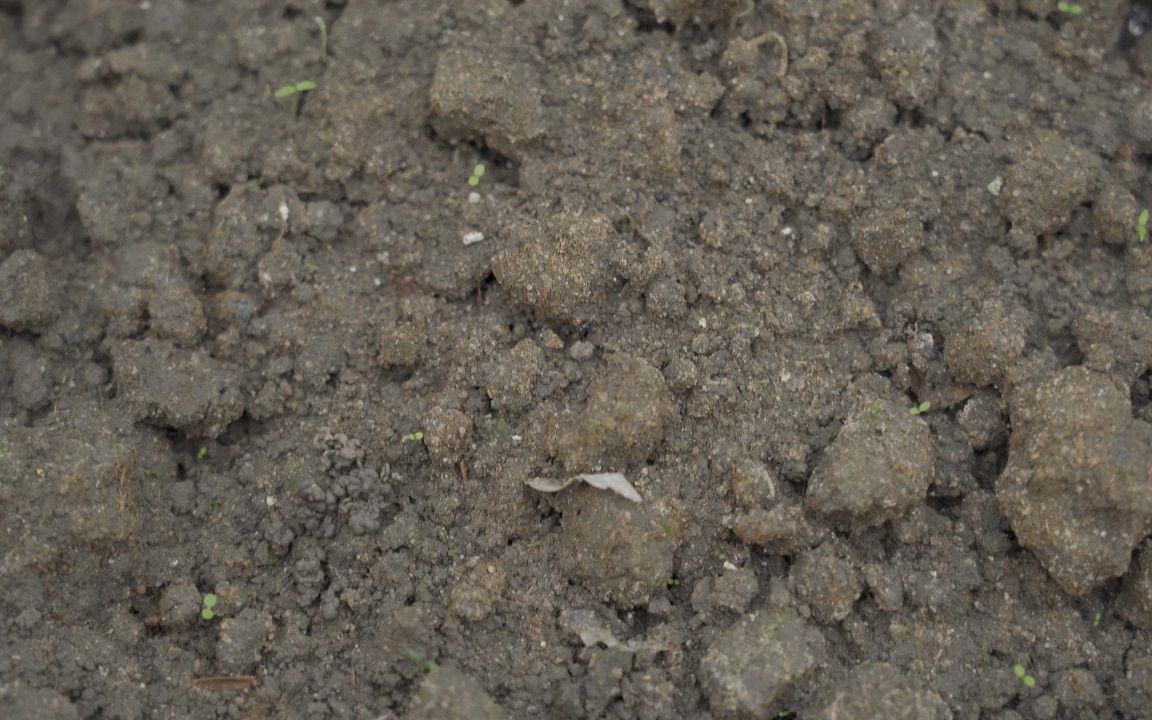 羊肚菌种植出现原基后保温保湿很关键