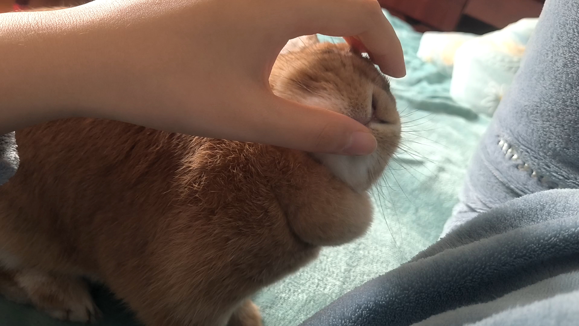 最喜欢小兔子的小嘴巴还有小舌头99