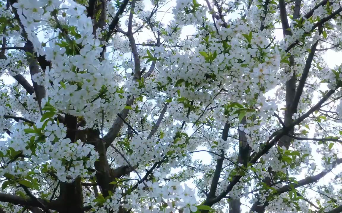 [图]视频素材 ▏h351 4K画质唯美白色樱花海棠花梨花盛开鲜花花朵绽放花团锦簇春天生机勃勃学校校园小学诗歌朗诵比赛大屏幕舞台LED背景视频素材