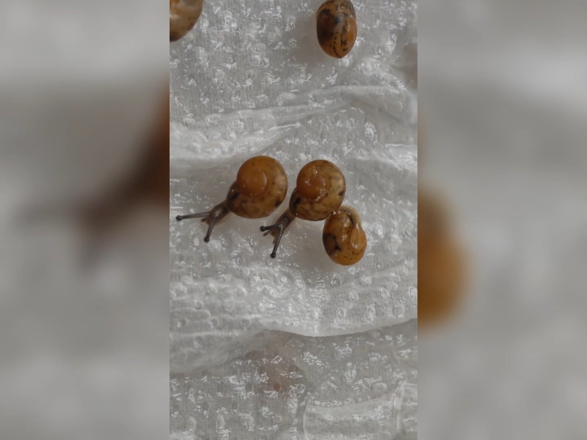 见证生命的诞生:小蜗牛从蛋到孵化出过程