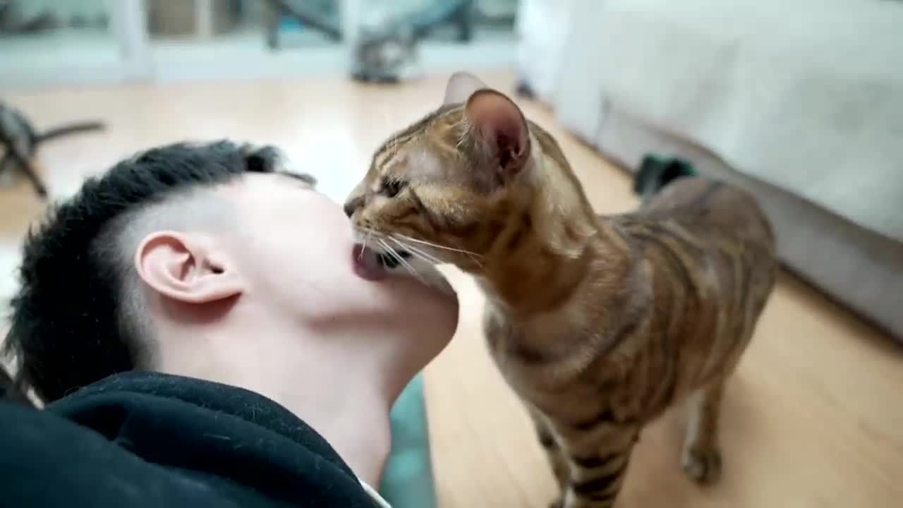 被猫布满倒刺的舌头舔会破相?小伙用脸亲身尝试