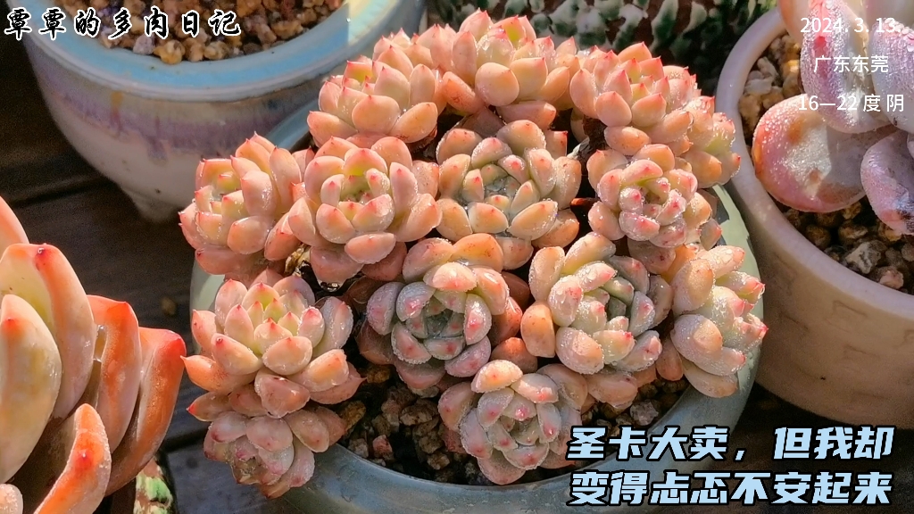 圣卡洛斯大卖,但我却变得忐忑不安起来,可能我不适合卖多肉吧