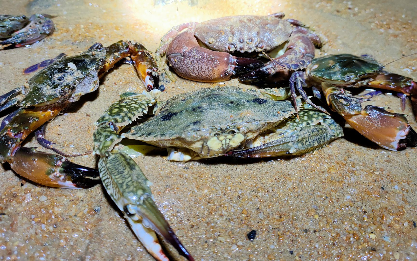 赶海发现兰花蟹在卧沙,小林趁它还没睡醒,直接把它给端了