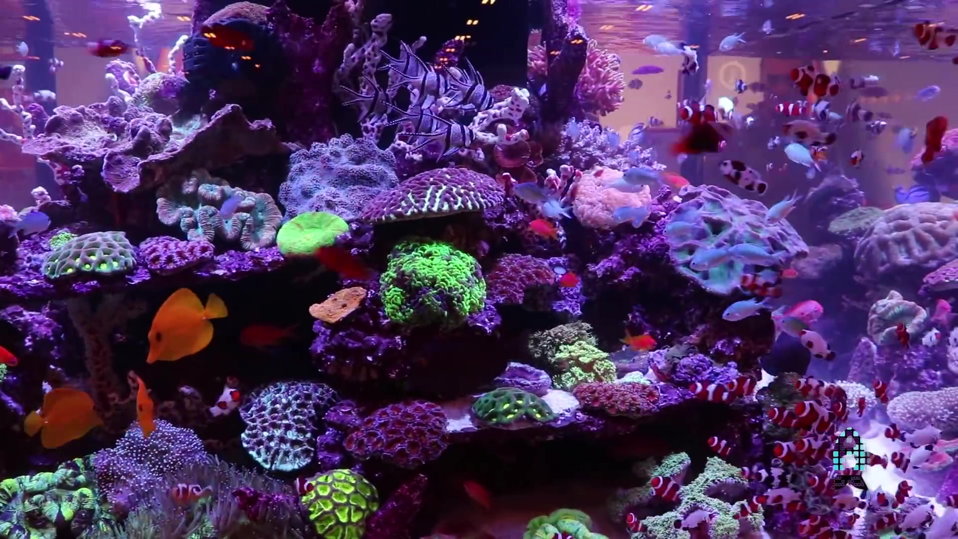 油管上美丽的珊瑚缸 海水缸_哔哩哔哩 (゜-゜)つロ 干杯~-bilibili