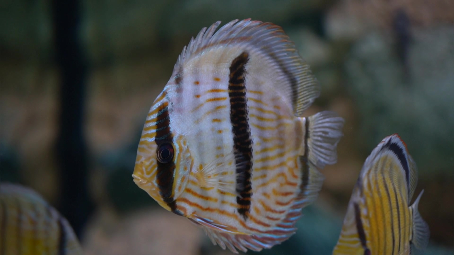 活动作品七彩神仙鱼黑格尔的日常记录