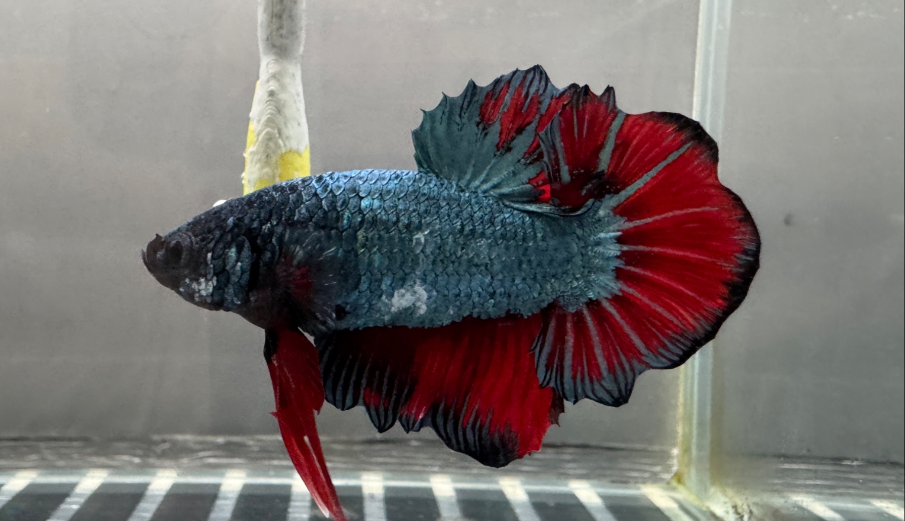 蓝红将军公斗鱼