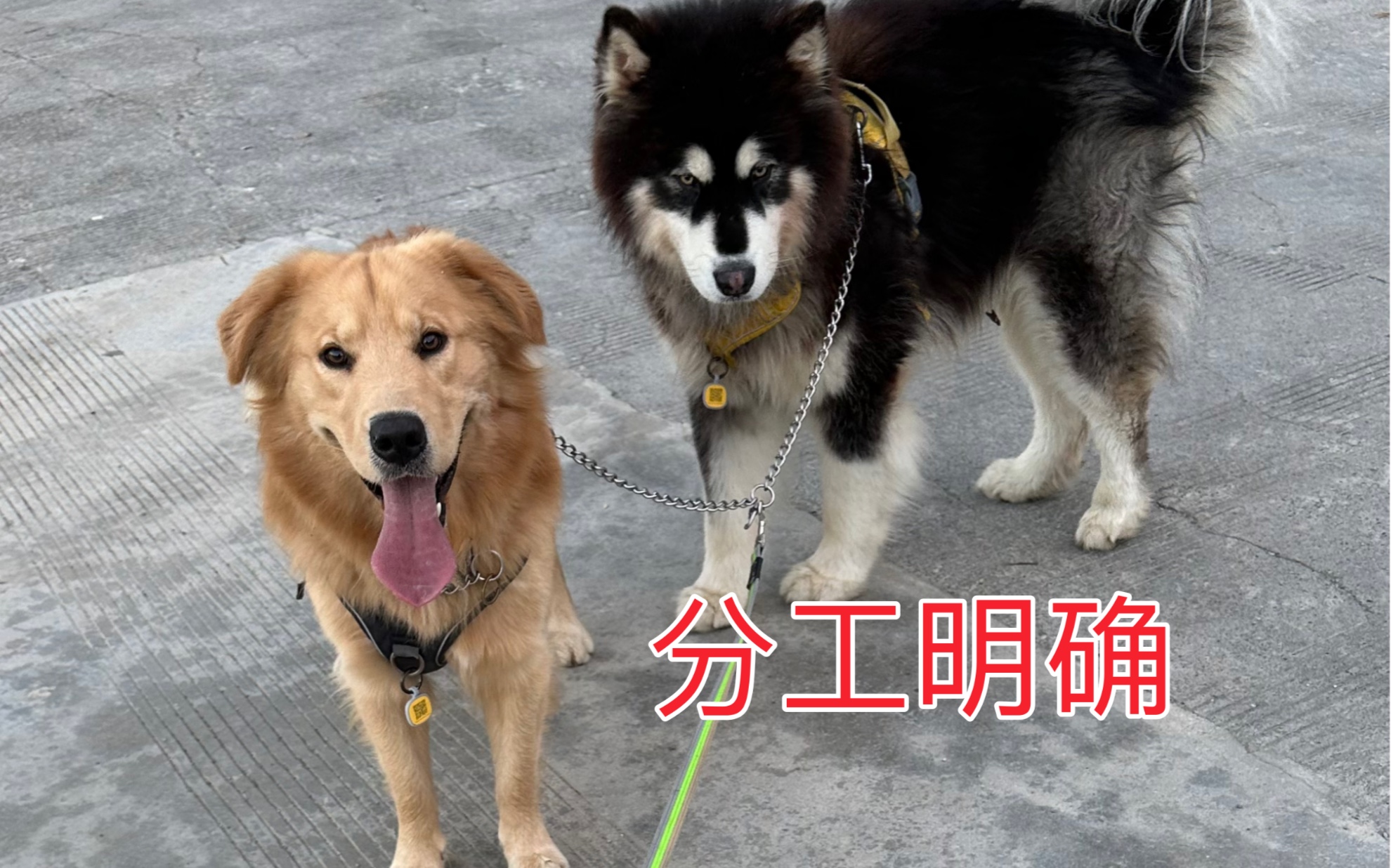 《早期人类驯服雪橇犬珍贵录像》哔哩哔哩bilibili