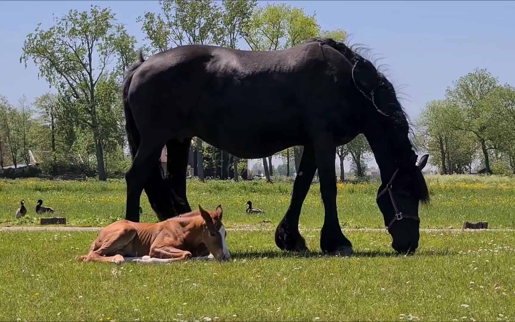 弗里斯兰系列训练然后外出放风小马驹未来之星的日常