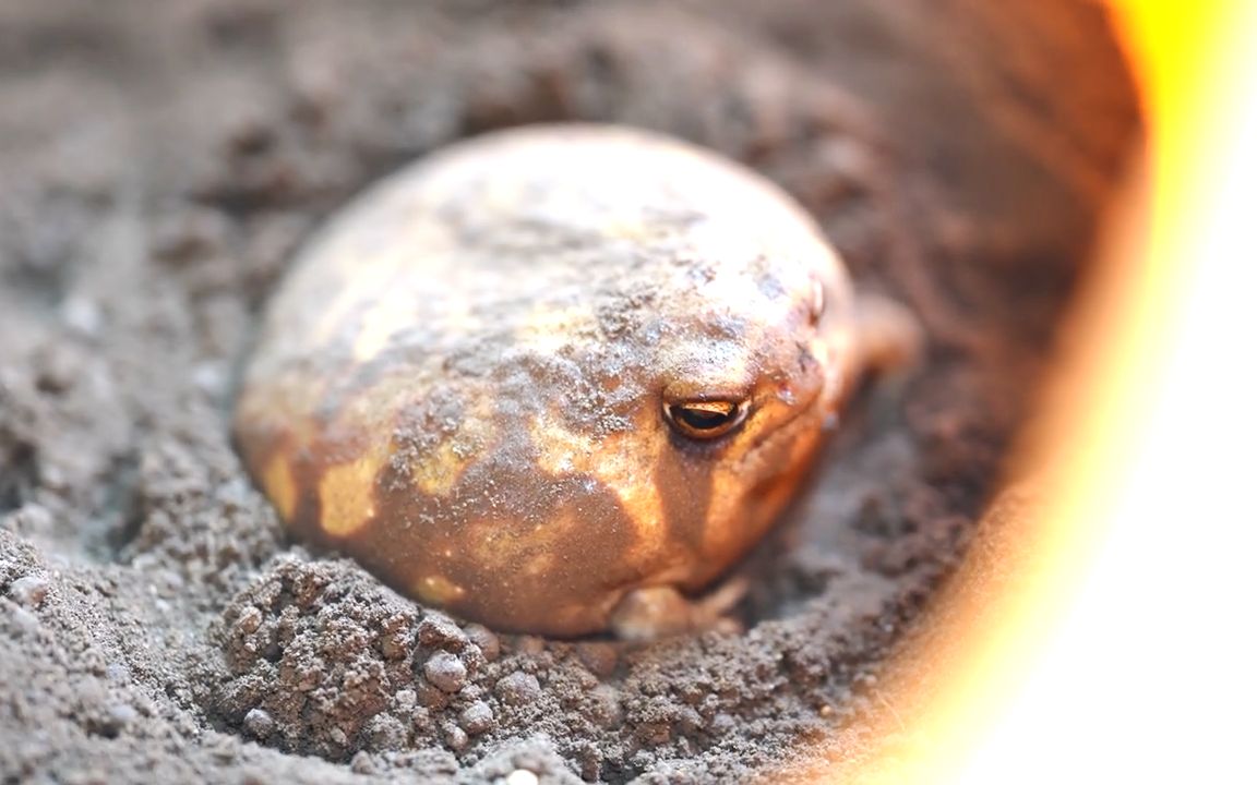 馒头蛙:面壁思过中.