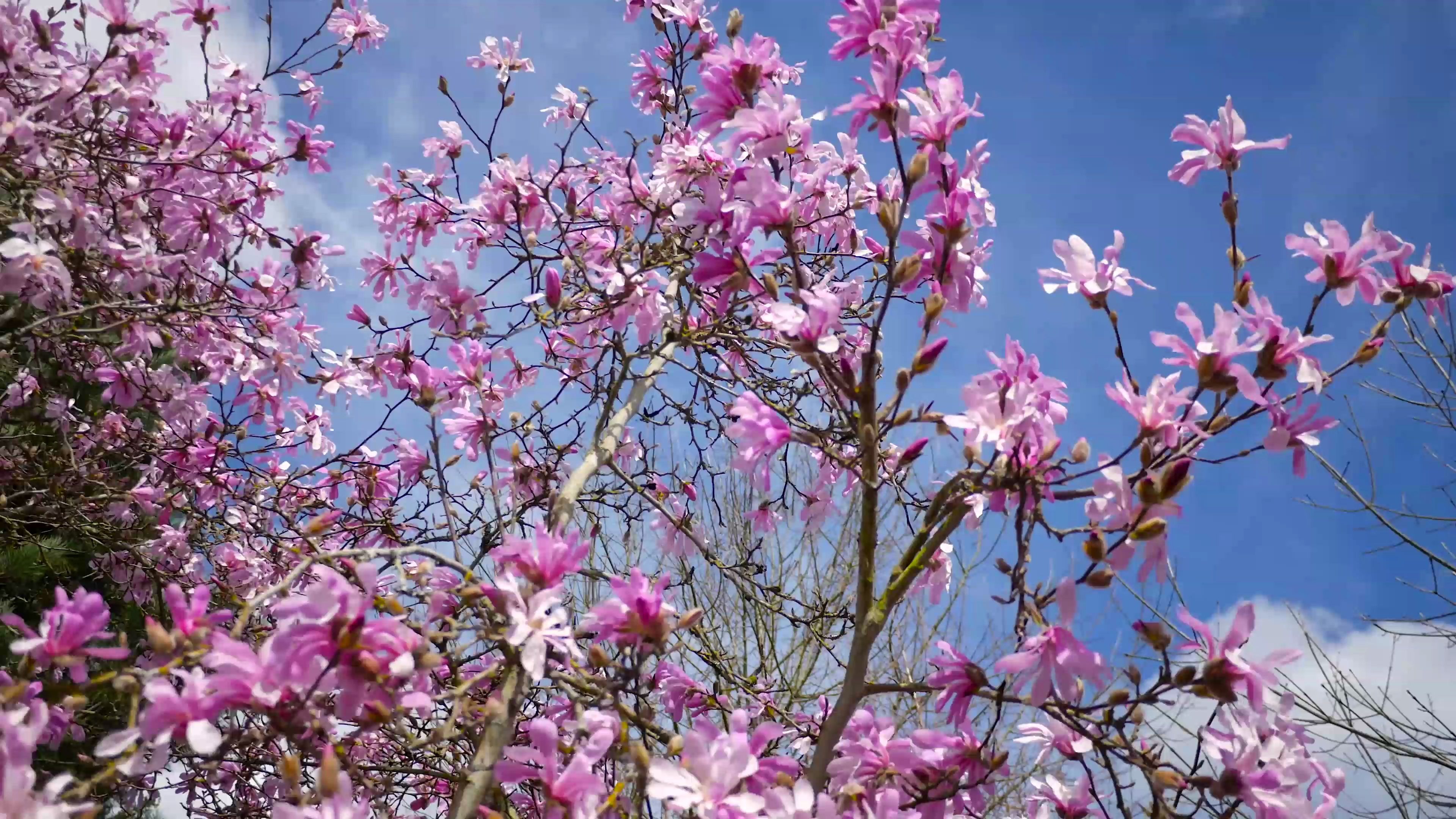 [图]4K高清 桃花盛开的季节