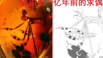哔哩哔哩