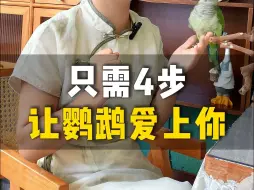 Download Video: 让鹦鹉爱上你，你做到这4步就够了！Q