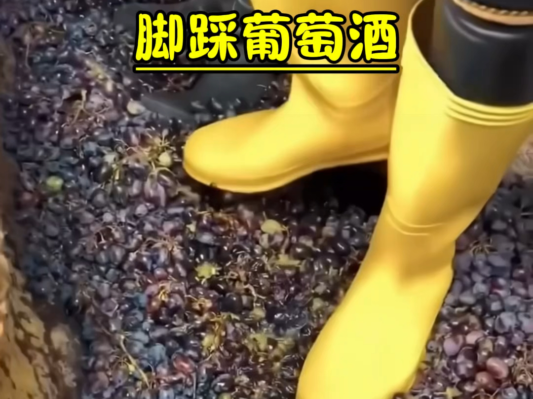 美女脚踩葡萄酒