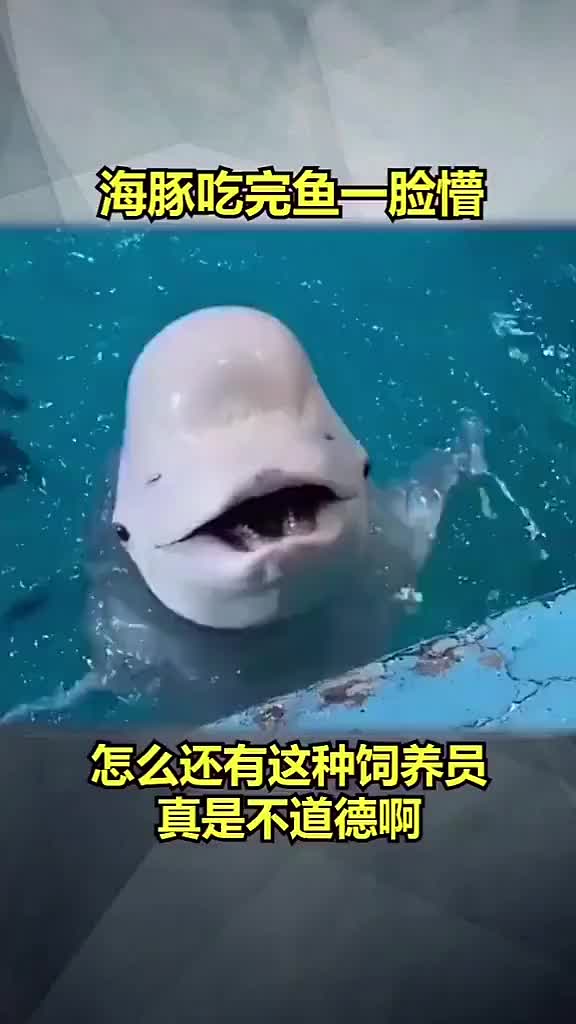 白豚夺笋呐