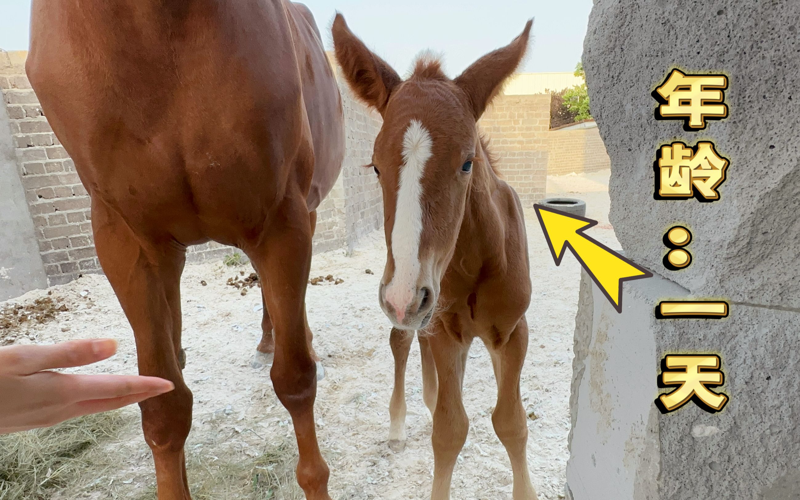 刚出生一天的小马驹,软绵绵的,跟着妈妈吃奶