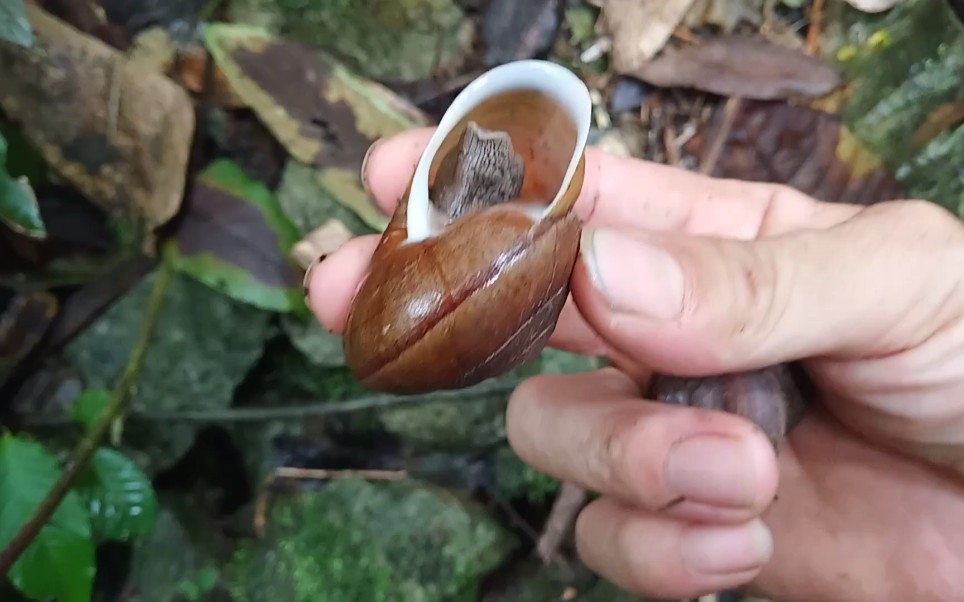 连续雨天才会出现的这些山螺,集市上卖到五元一个