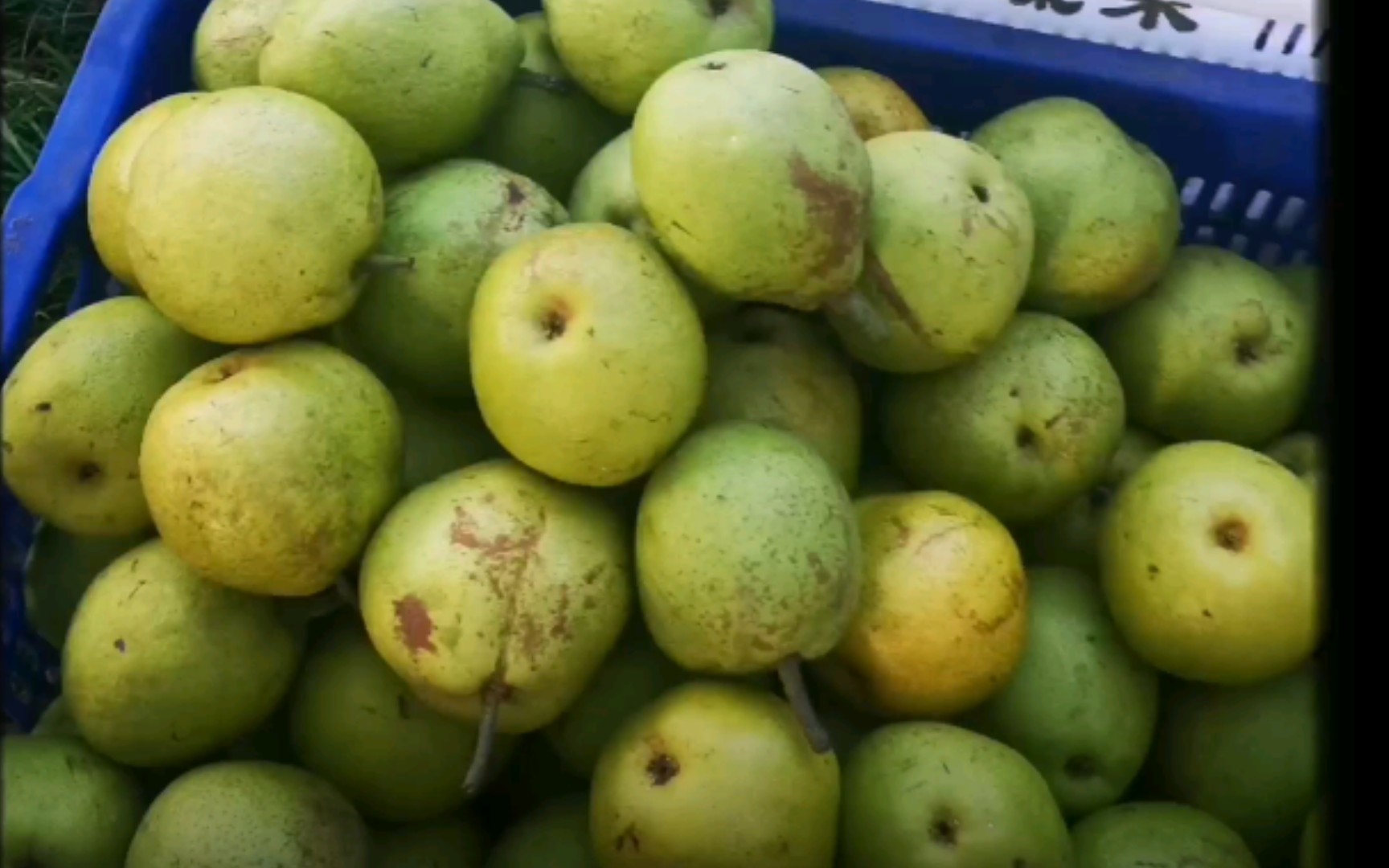 昆明市呈贡区万溪冲社区宝珠梨采摘节