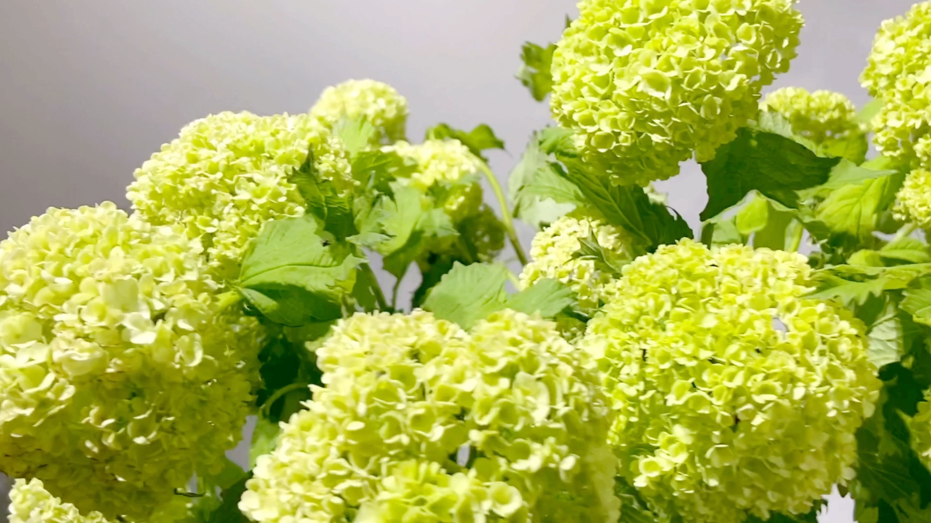 木绣球(绿小绣球)