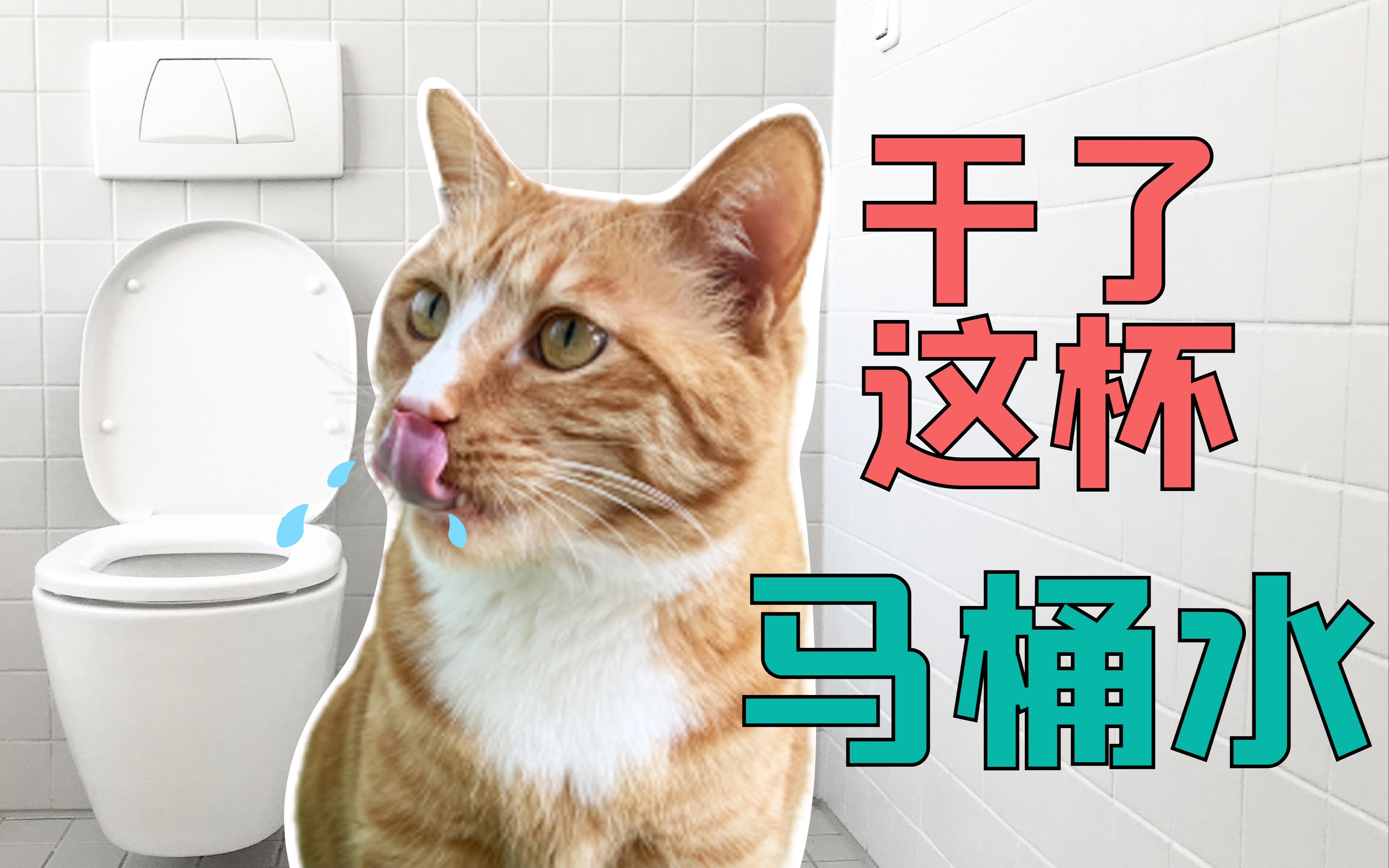 猫咪老是偷喝马桶水,应该怎么办?