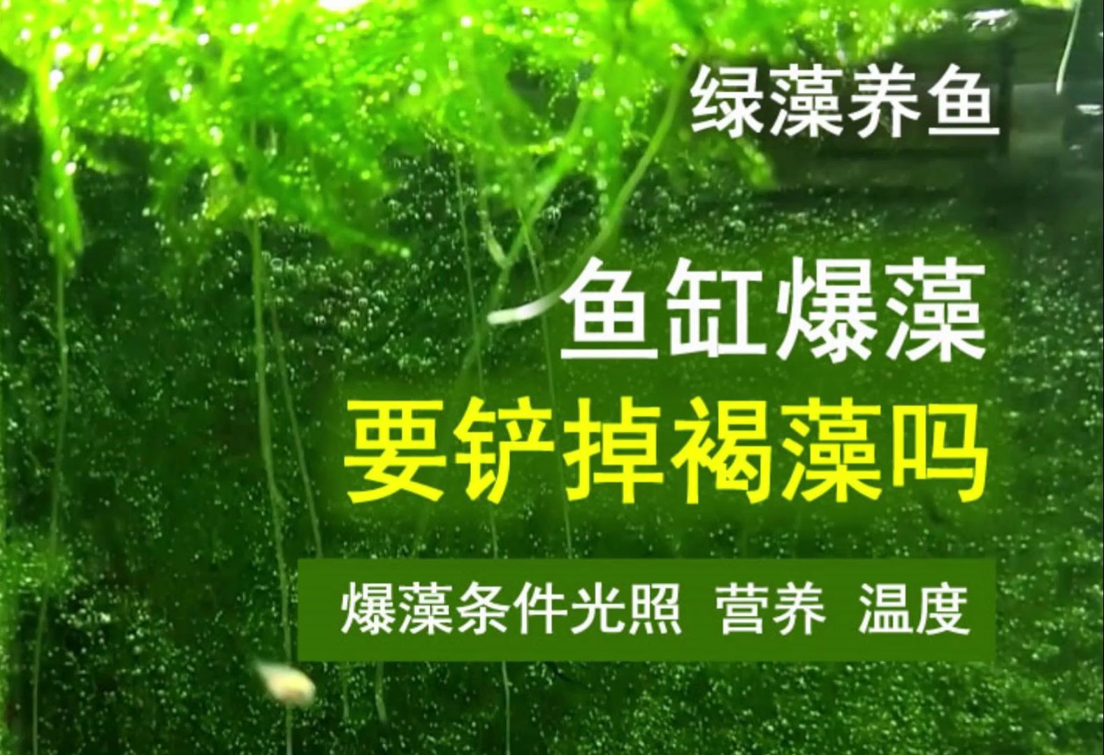 鱼缸爆绿藻,要铲掉先出现的褐藻吗?