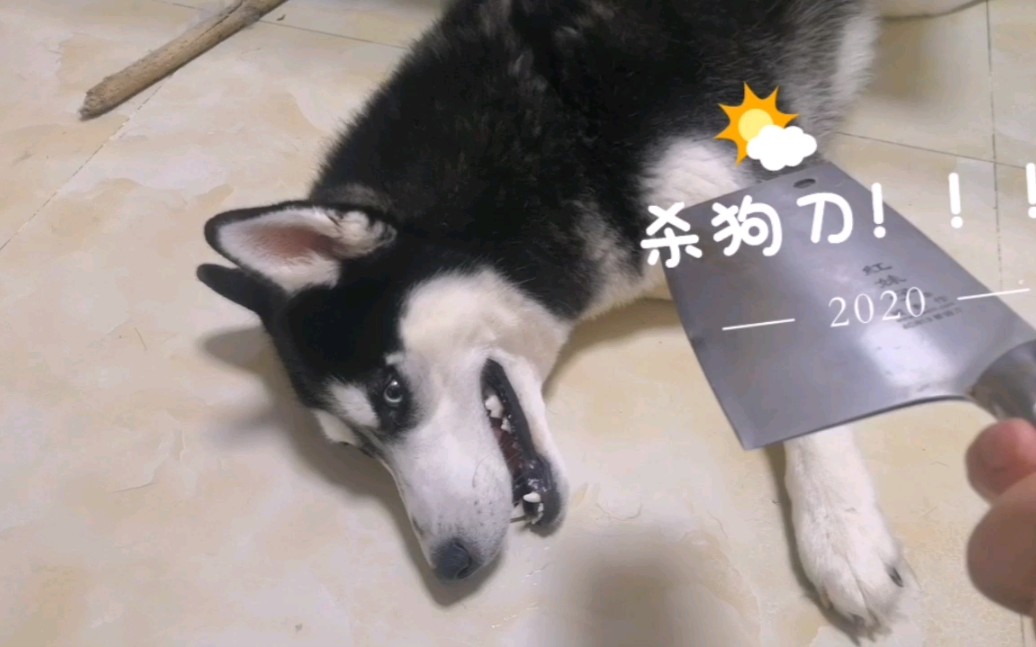 哈士奇太顽皮主人当着二哈的面杀了条狗把二哈吓得瑟瑟发抖