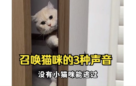 召唤猫咪的三种声音,小猫咪立马出现哔哩哔哩bilibili